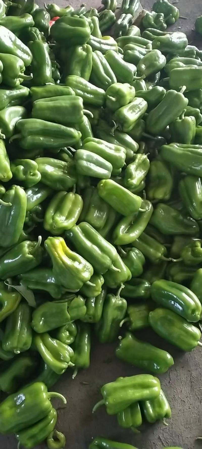 精品太空椒大量上市好欢迎合作新鲜蔬菜提前订购吧