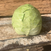 甘蓝精品现砍现装现有60吨