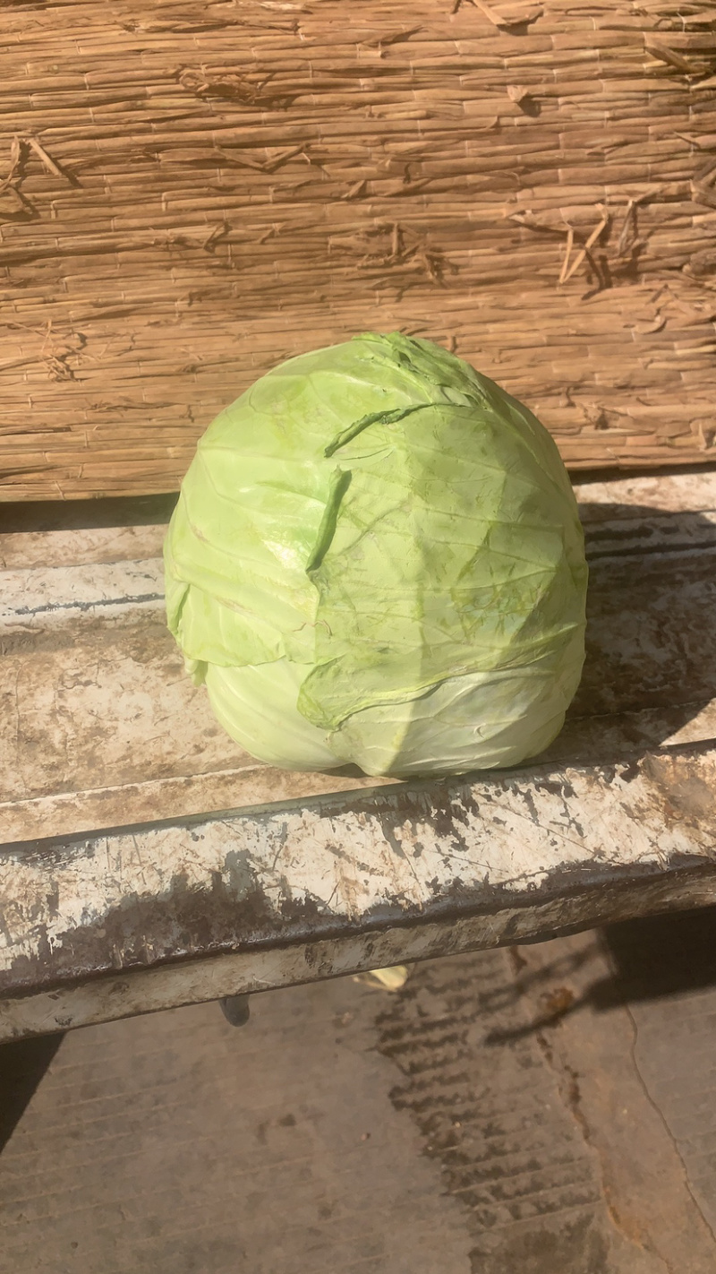 甘蓝精品现砍现装现有60吨