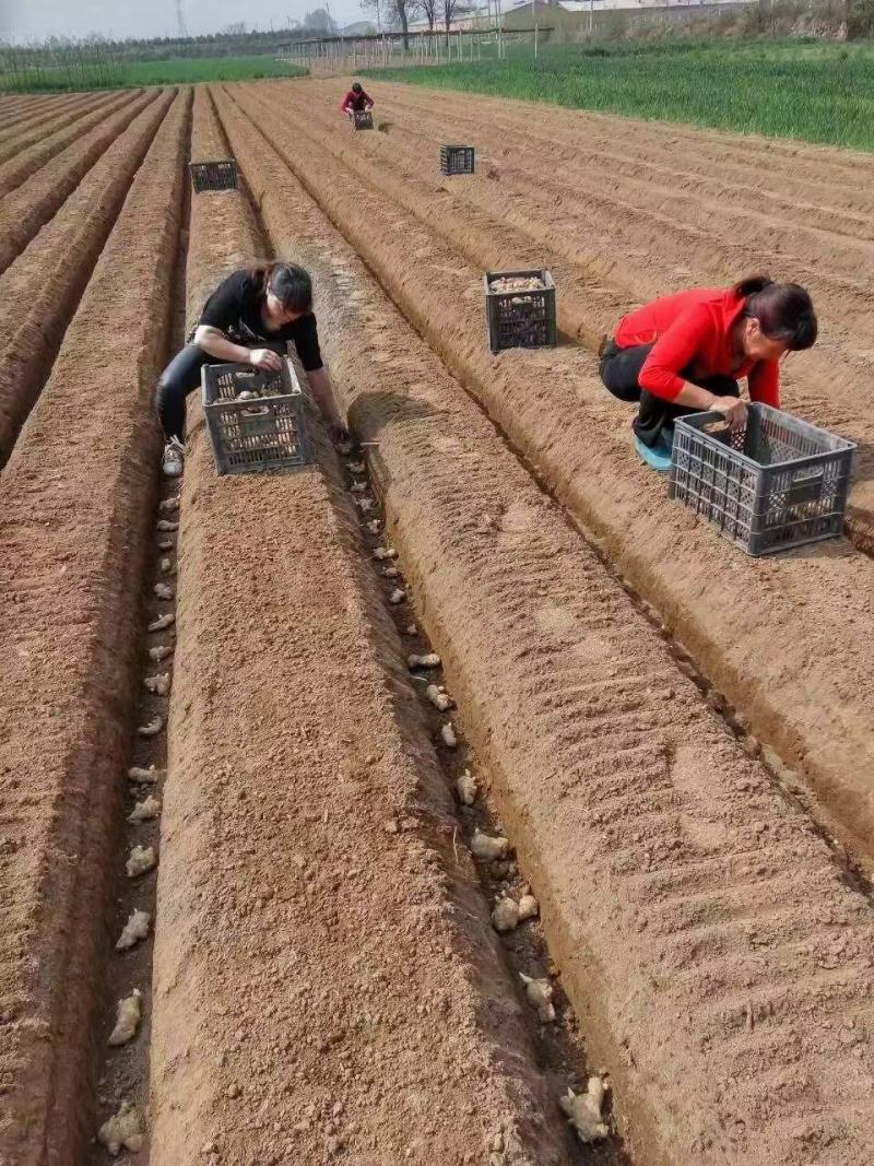 （姜种）优质大黄姜姜种大量有货销售，品质好，价格便宜