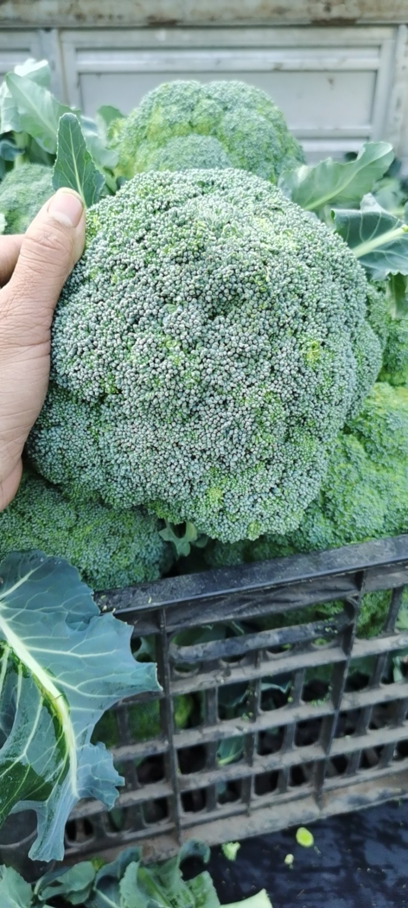 西蓝花，颜色青秀，中米粒，三指根，价格合适，量大