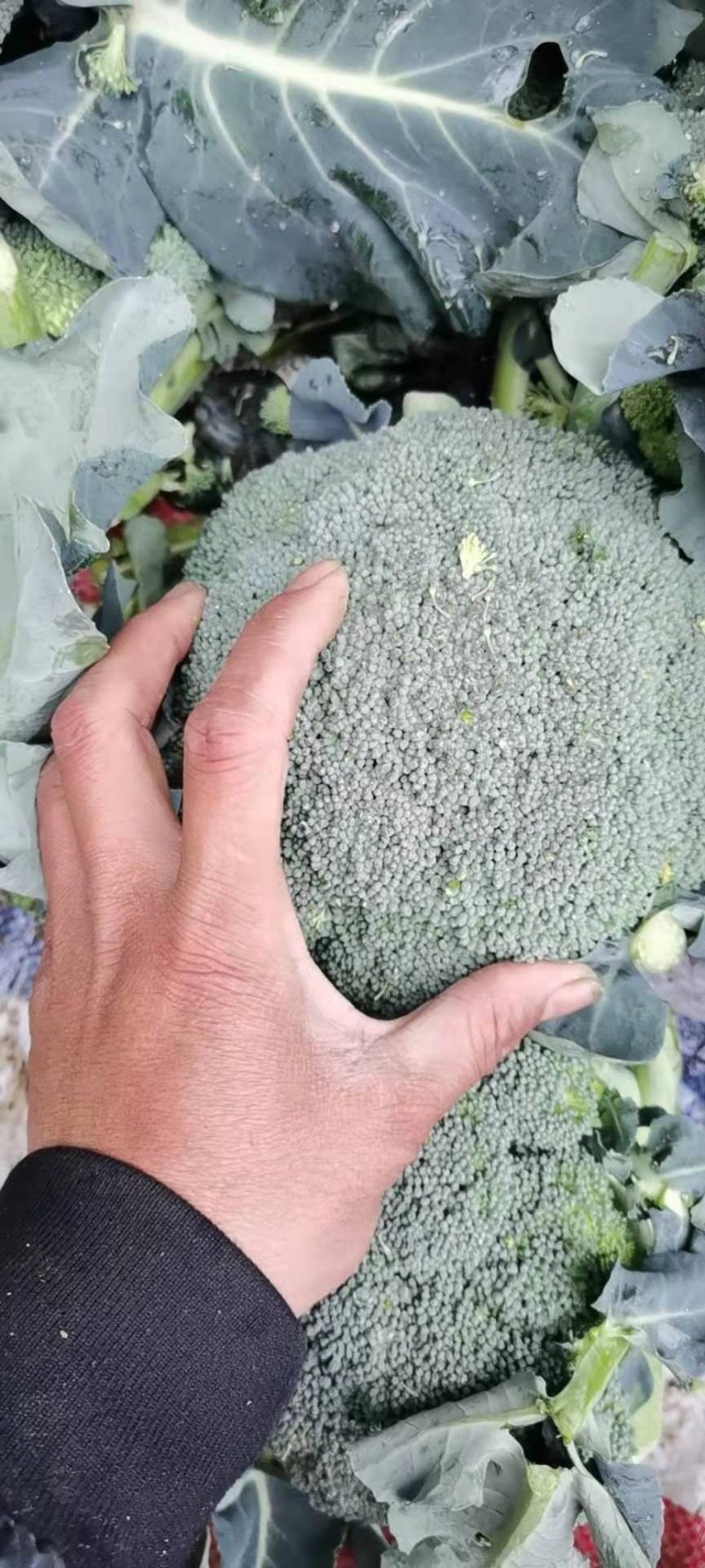 西蓝花，颜色青秀，中米粒，三指根，价格合适，量大