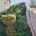 山东省高青县万亩拱棚菠菜大量上市