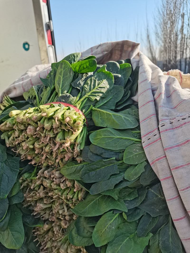 山东省高青县万亩拱棚菠菜大量上市