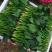 山东省高青县万亩拱棚菠菜大量上市