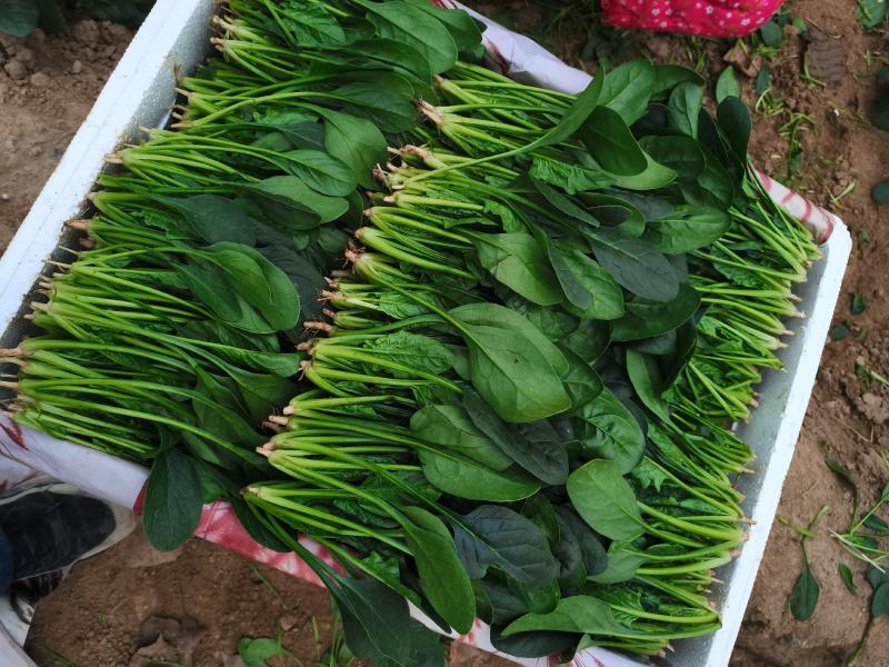 山东省高青县万亩拱棚菠菜大量上市