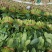 山东省高青县万亩拱棚菠菜大量上市