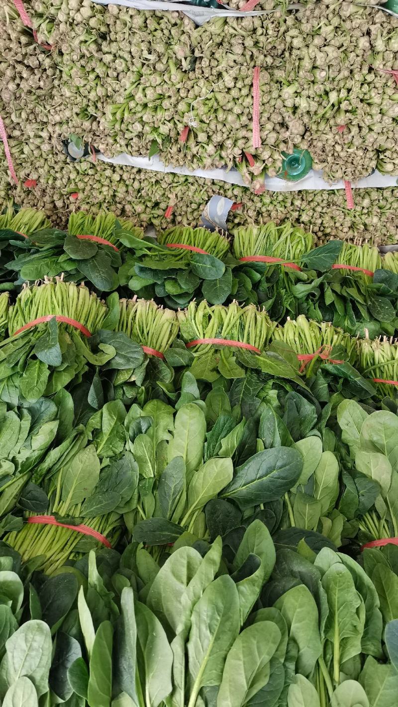 山东省高青县万亩拱棚菠菜大量上市