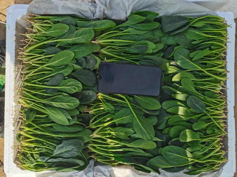 山东省高青县万亩拱棚菠菜大量上市