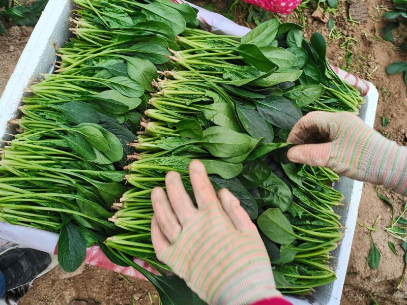山东省高青县万亩拱棚菠菜大量上市