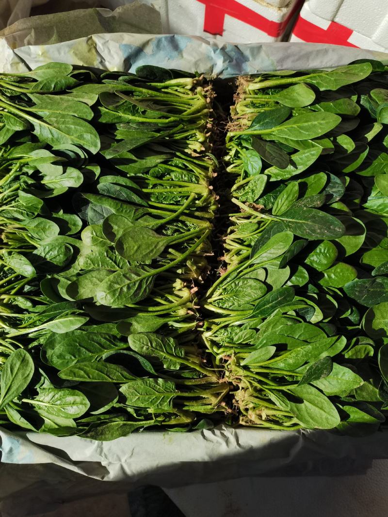 山东省高青县万亩拱棚菠菜大量上市