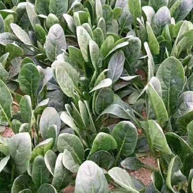 山东省高青县万亩拱棚菠菜大量上市