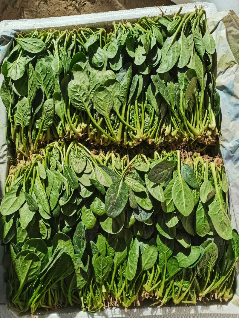 山东省高青县万亩拱棚菠菜大量上市