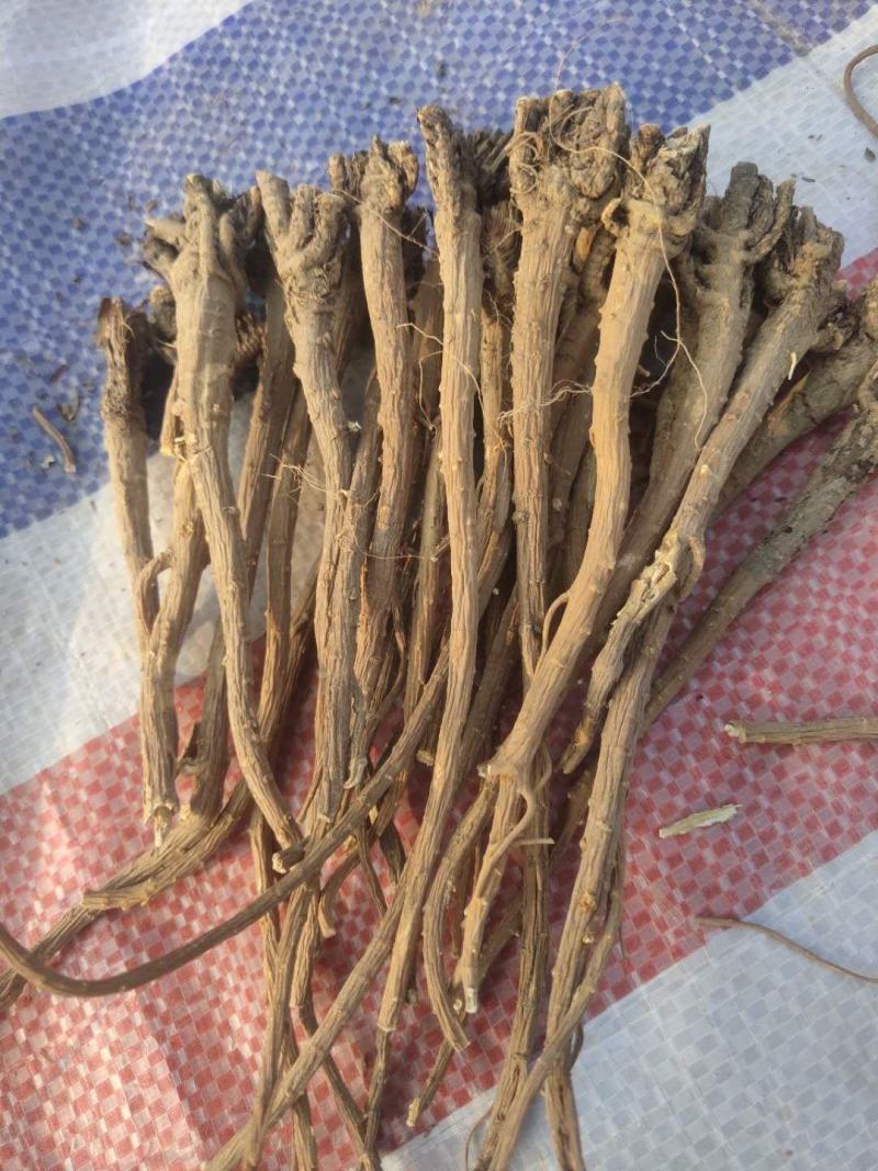 柴胡，白柴胡，红柴胡