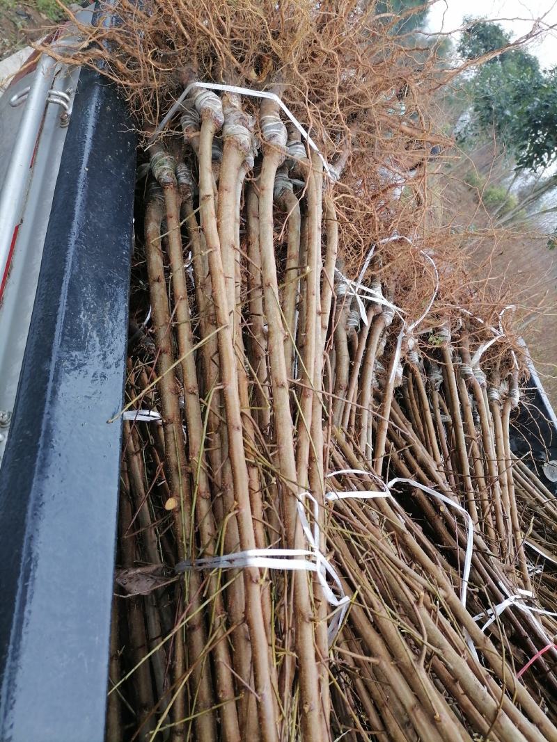 各种规格型号的嫁接李子树苗
