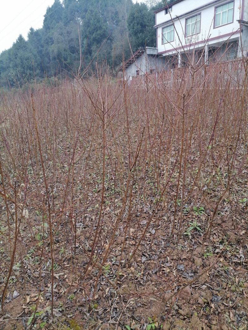 各种规格型号的嫁接李子树苗