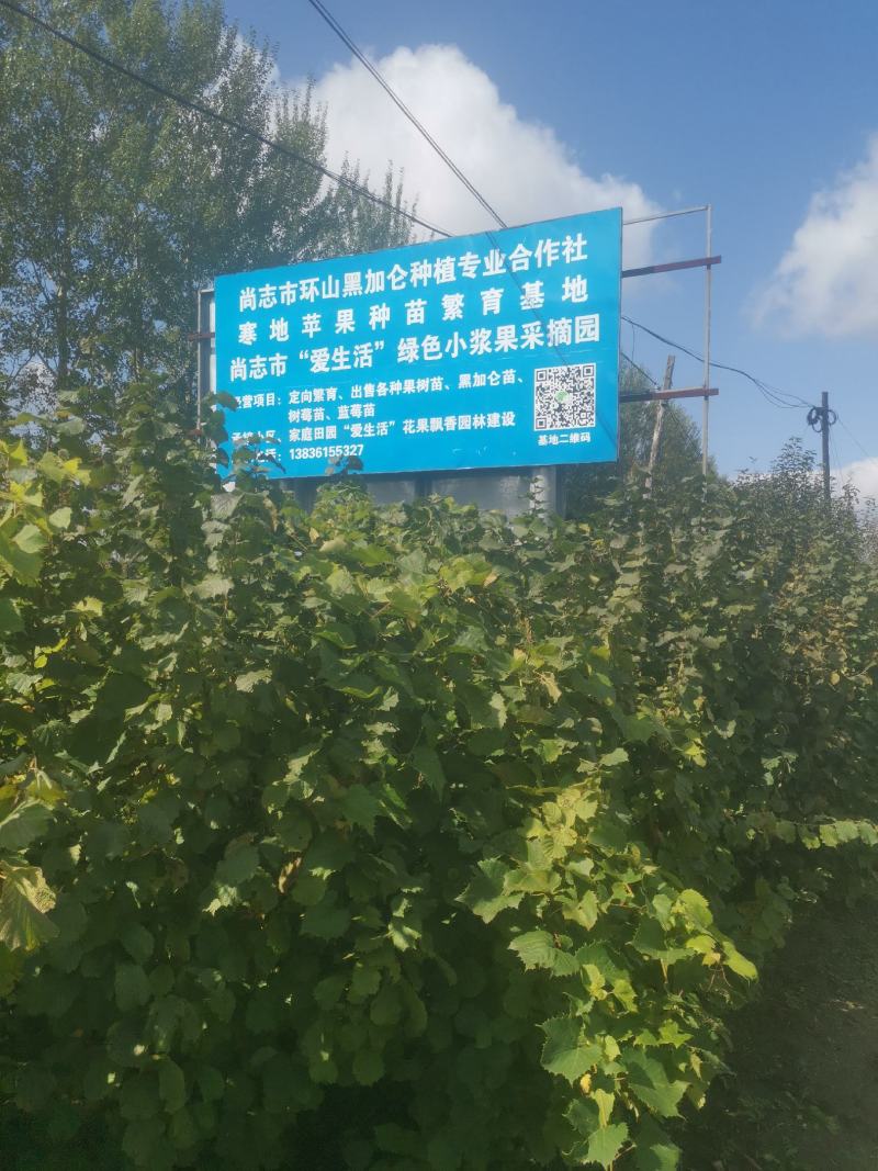 批发黑加仑、树莓、各种小桨果种苗！