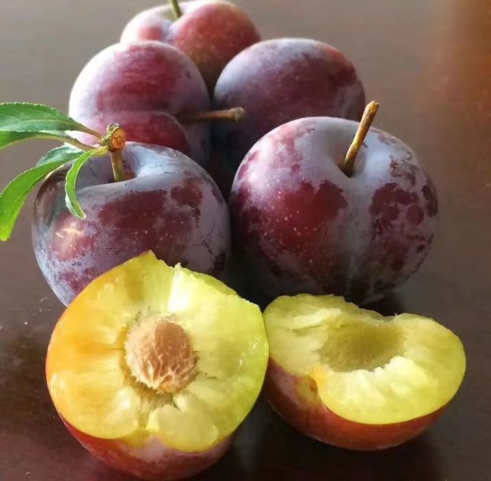 前卫红李子与普通李子及其他水果的外观与果肉对比 前卫红李子与其他水果对比展示