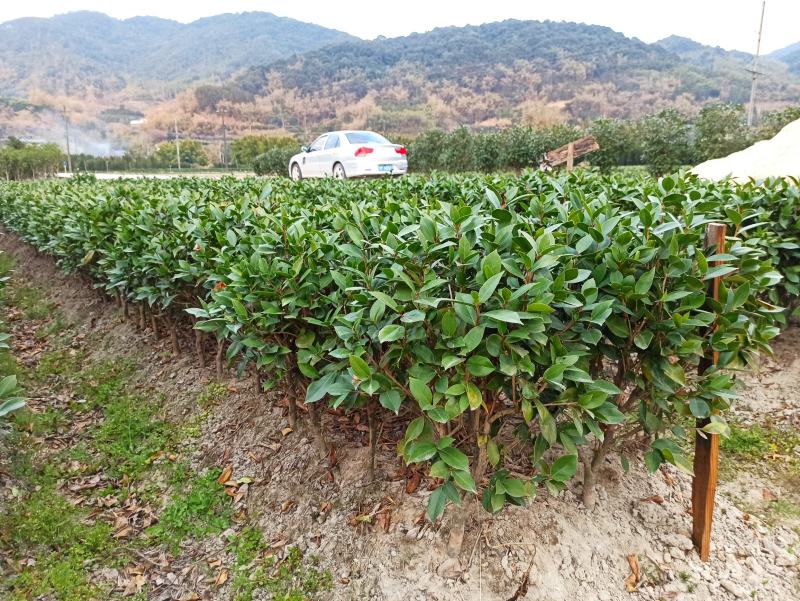（基地优选）六角大红赤丹苗年年开花三年苗五年苗