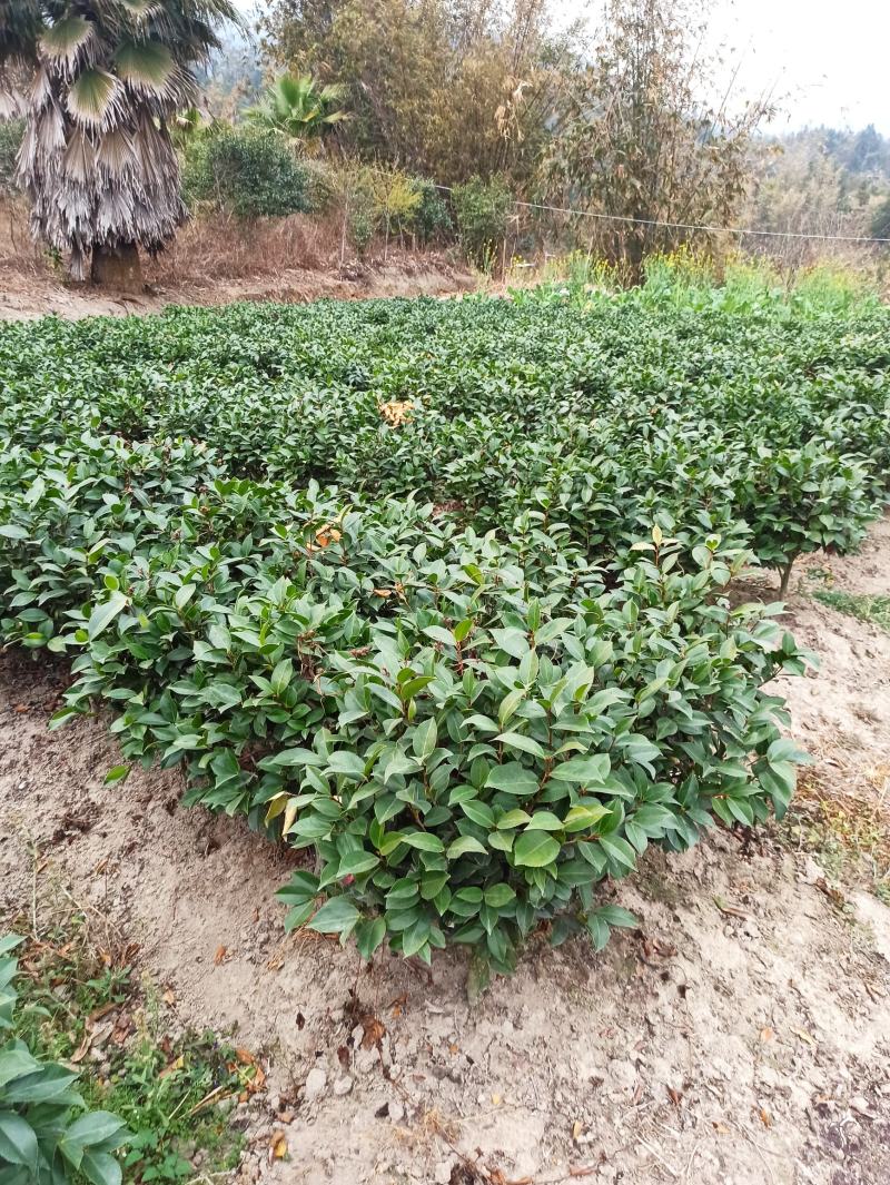 （基地优选）六角大红赤丹苗年年开花三年苗五年苗