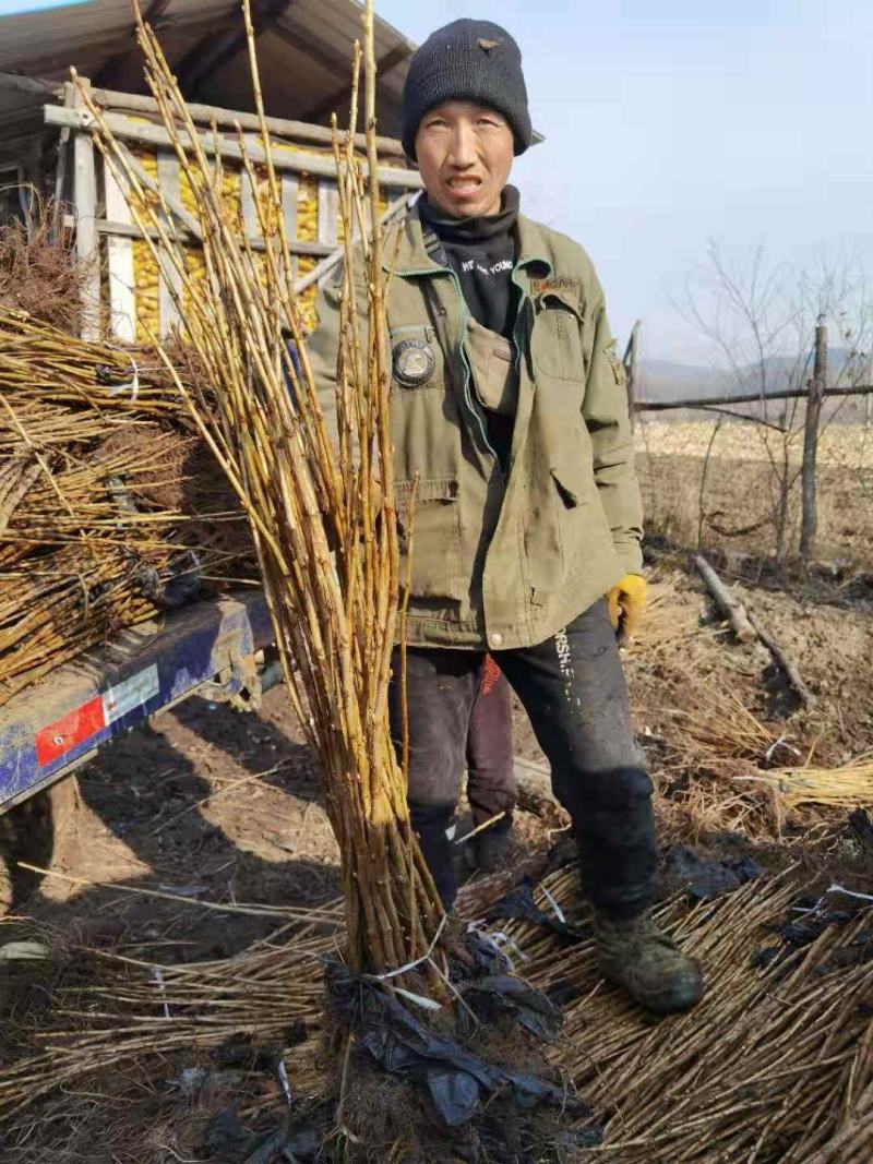 蓝莓苗（营养盒不用埋）各种规范各种品种！！批发全国！