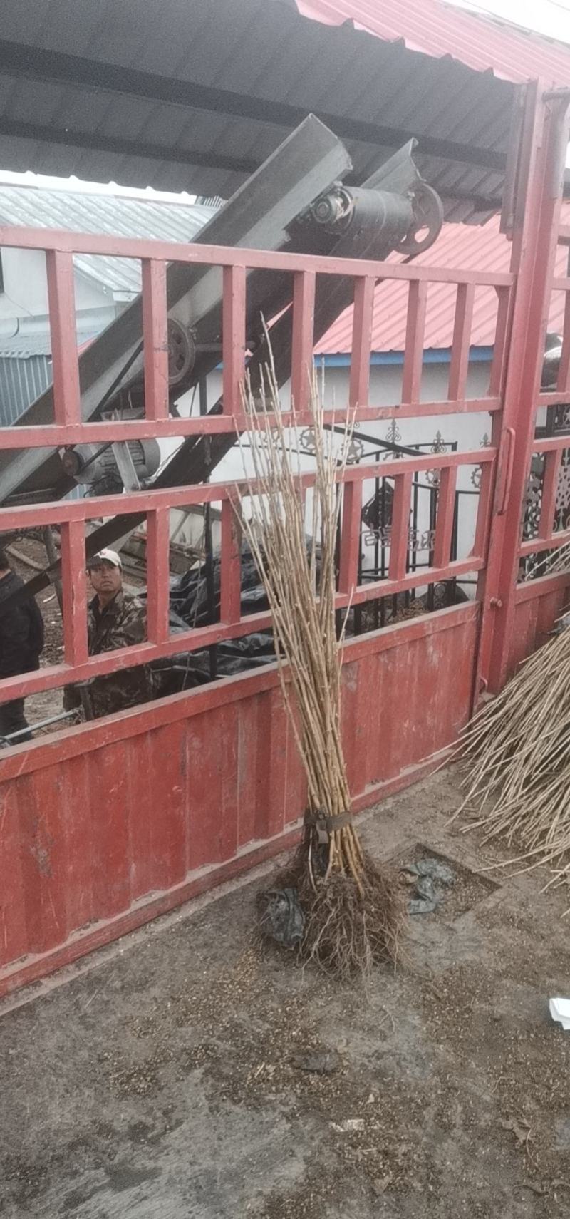 蓝莓苗（营养盒不用埋）各种规范各种品种！！批发全国！