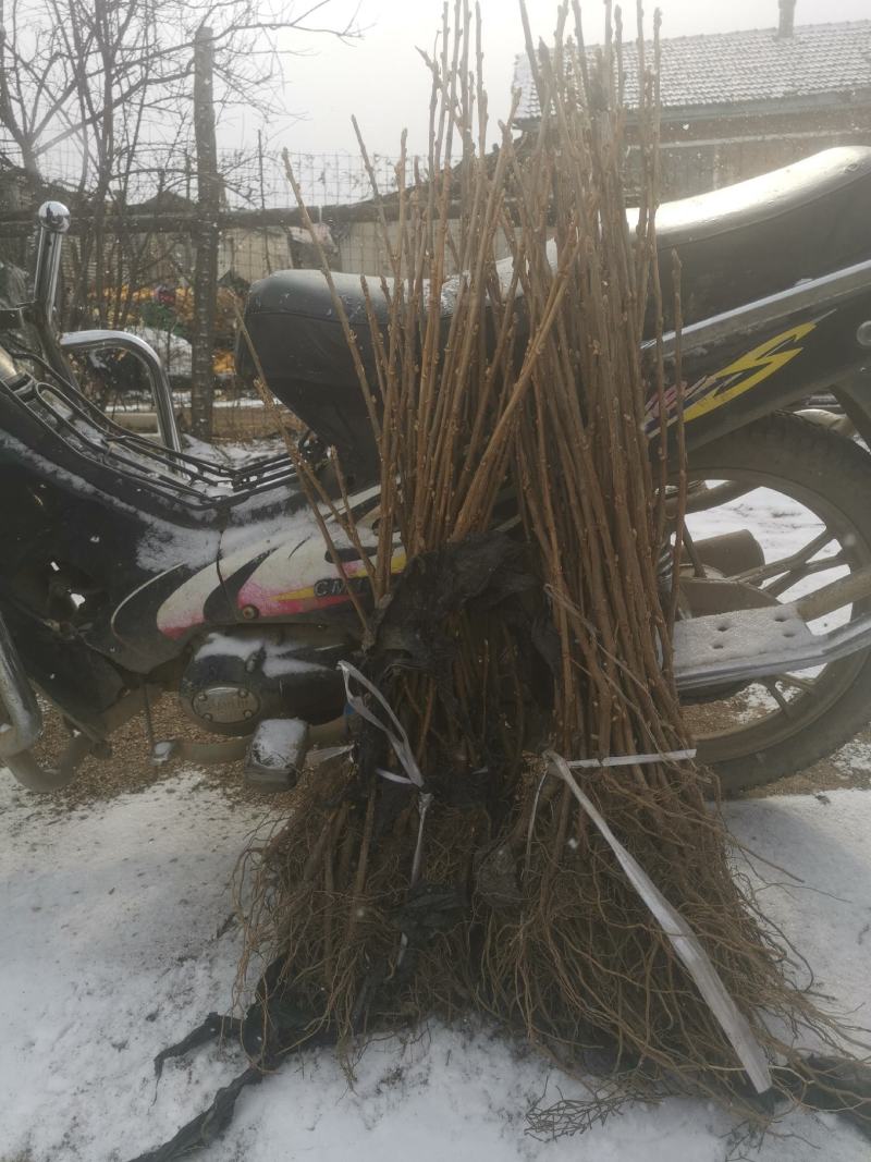 蓝莓苗（营养盒不用埋）各种规范各种品种！！批发全国！