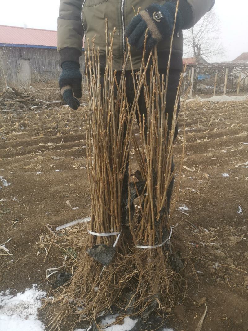 蓝莓苗（营养盒不用埋）各种规范各种品种！！批发全国！