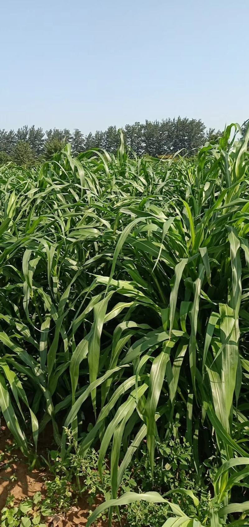墨西哥玉米草种子，黑籽特级种子，亩用量6斤左右