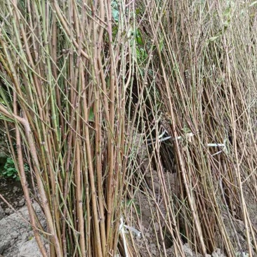 各种规格嫁接翠百花桃树苗