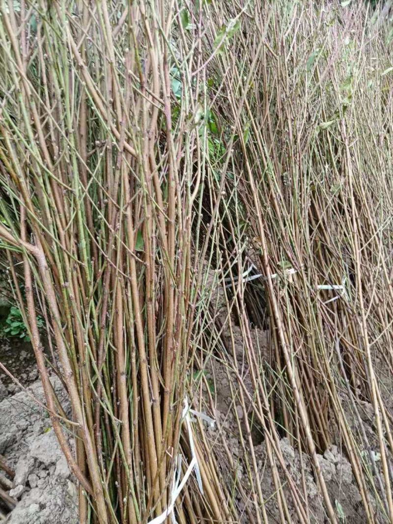 各种规格嫁接翠百花桃树苗