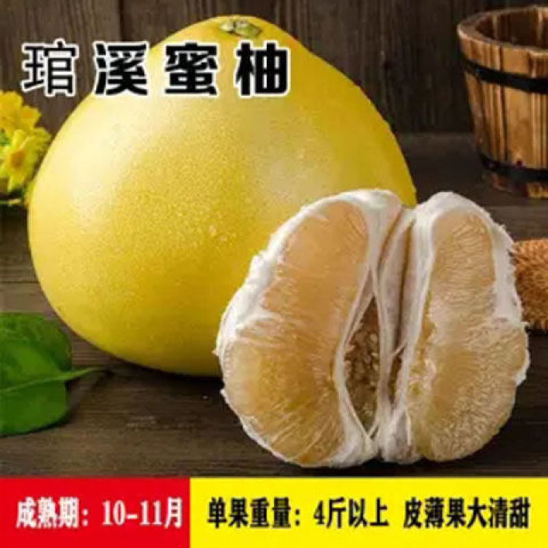 新品种嫁接柚子树苗红心蜜柚三红蜜柚南方种植盆栽地栽果树苗