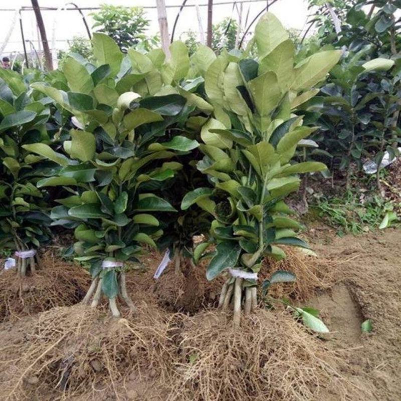 新品种嫁接柚子树苗红心蜜柚三红蜜柚南方种植盆栽地栽果树苗