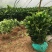 新品种嫁接柚子树苗红心蜜柚三红蜜柚南方种植盆栽地栽果树苗