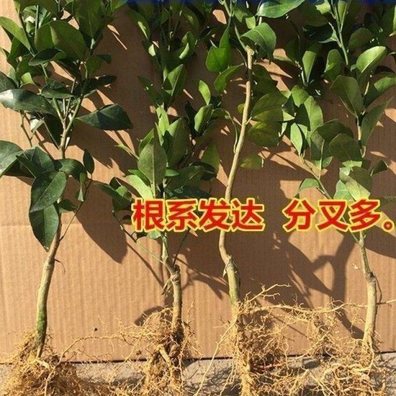 新品种嫁接柚子树苗红心蜜柚三红蜜柚南方种植盆栽地栽果树苗