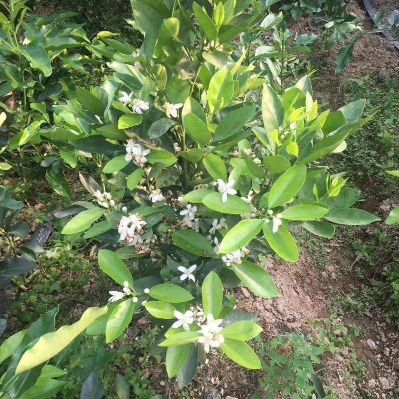 新品种嫁接柚子树苗红心蜜柚三红蜜柚南方种植盆栽地栽果树苗