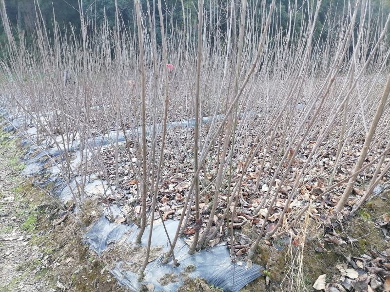 各种规格型号的嫁接樱桃苗