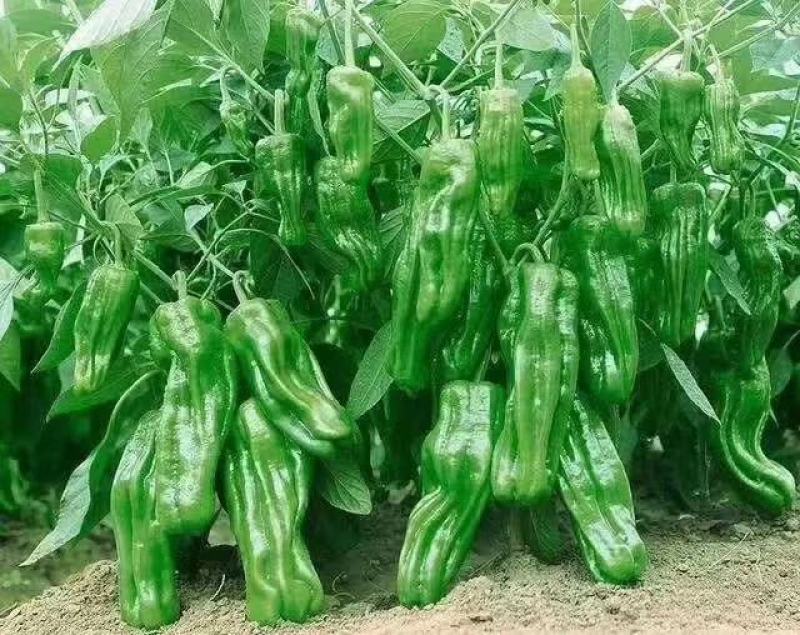 兰陵辣椒，芜湖椒，薄皮辣椒，15～20厘米