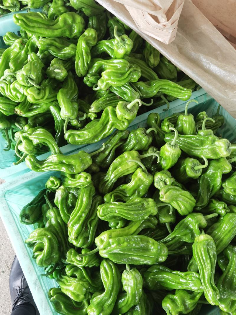 兰陵辣椒，芜湖椒，薄皮辣椒，15～20厘米