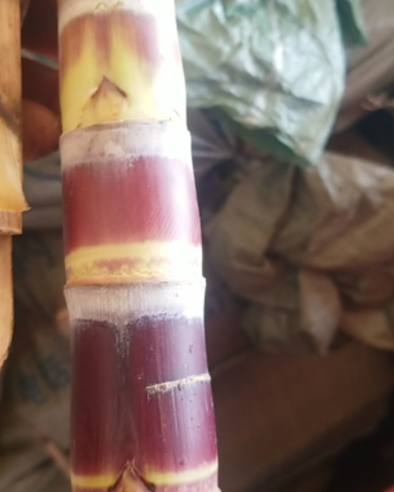 广西甘蔗种苗，传授甘蔗种植技术