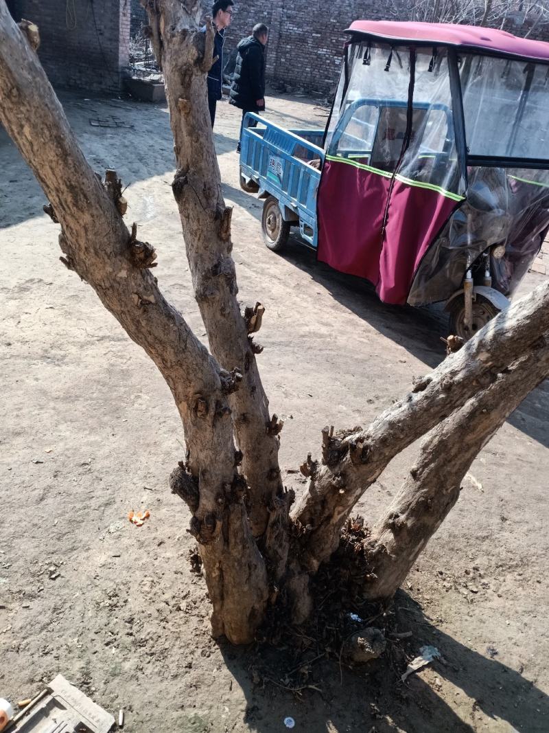 石榴树个人家庭种植树行美观