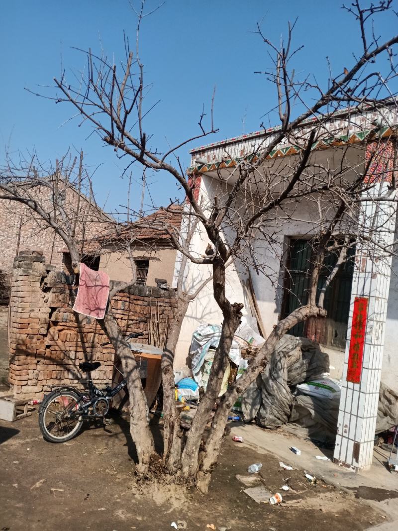 石榴树个人家庭种植树行美观
