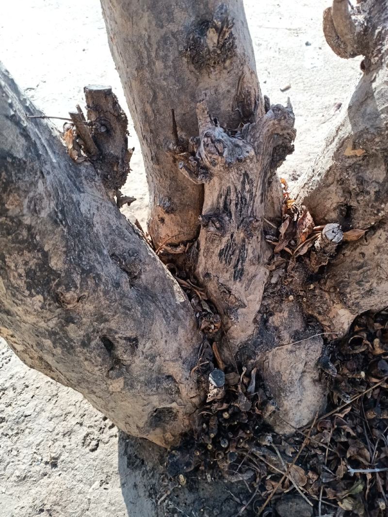石榴树个人家庭种植树行美观