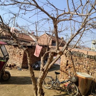 石榴树个人家庭种植树行美观