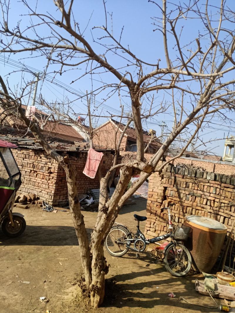 石榴树个人家庭种植树行美观