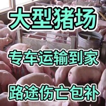 湖北【优良三元仔猪】品种齐全防疫到位专车运输到家