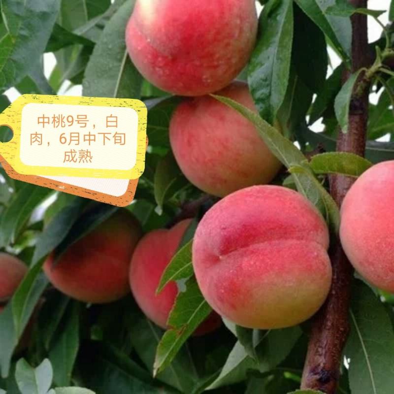 红桃【自家苗圃基地培育的苗子】品种纯正