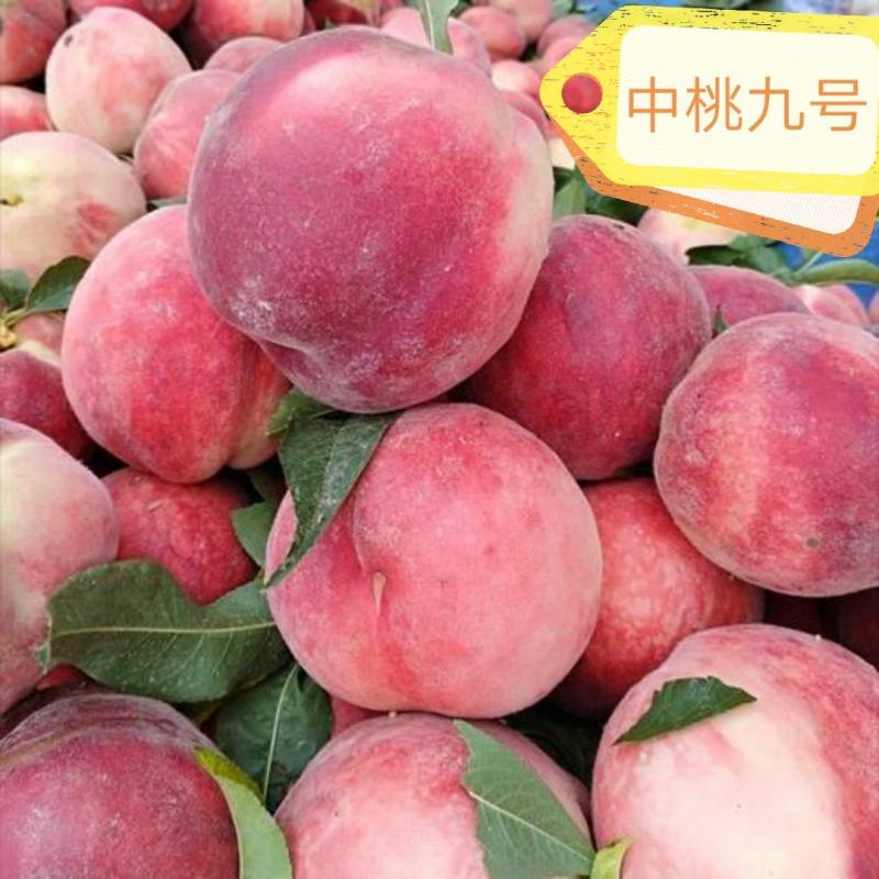 红桃【自家苗圃基地培育的苗子】品种纯正