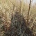 红桃【自家苗圃基地培育的苗子】品种纯正
