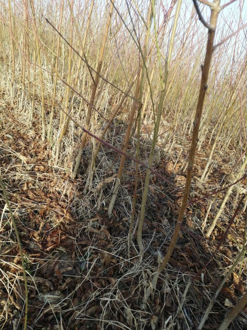 红桃【自家苗圃基地培育的苗子】品种纯正